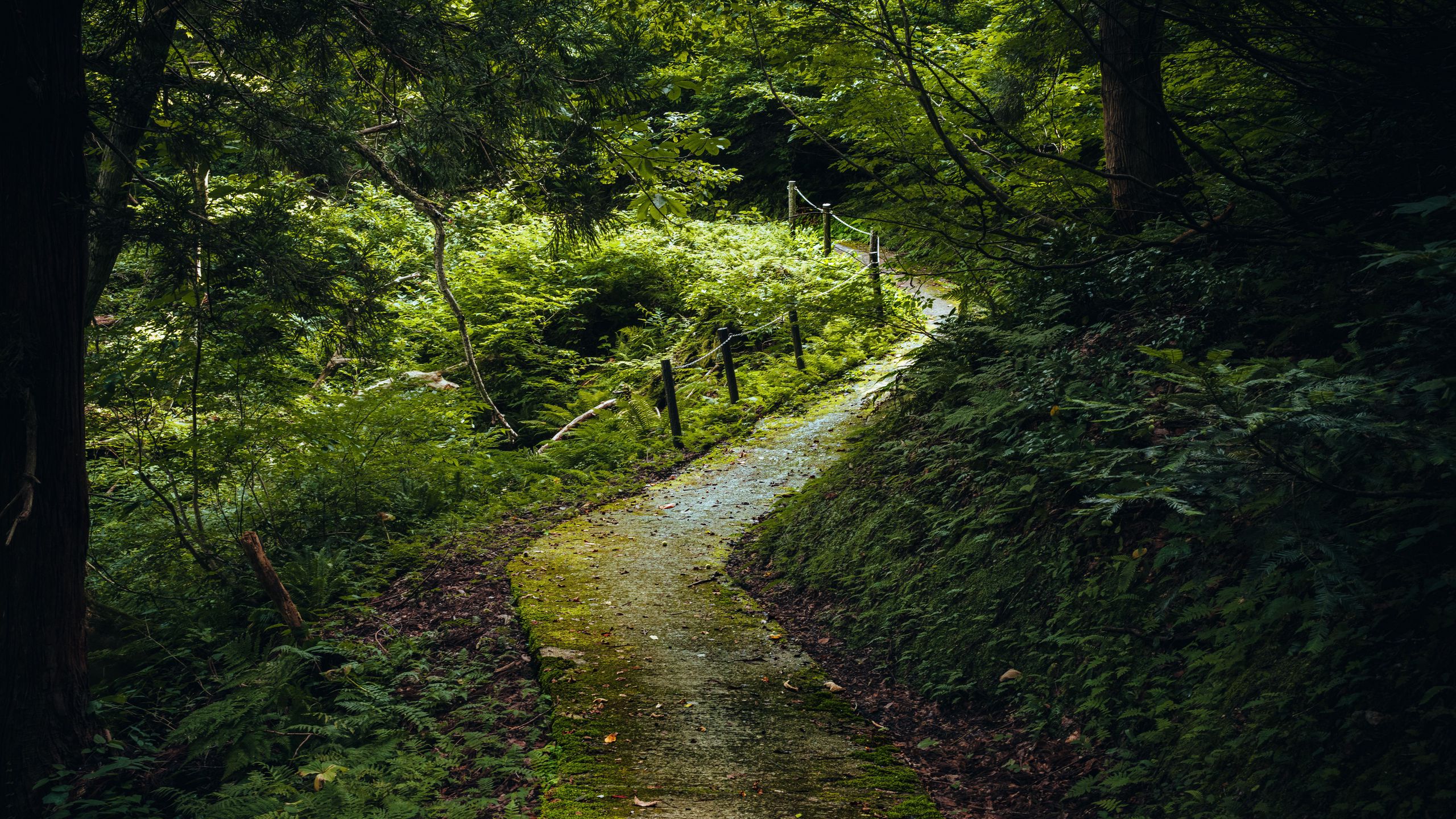 Winding stone path through a dense green forest with ferns and a wooden post fence